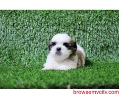 Top Import Quality Shihtzu Puppies Available In Bangalore 140134