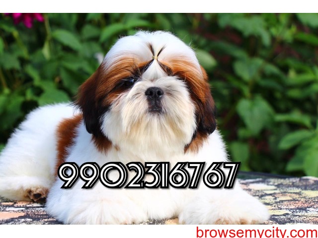 excellent breed quality shih tzu puppies for sale in bangalore - 164245