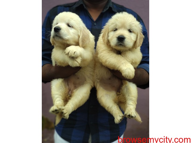 excellent quality golden retriever puppies for sale in
