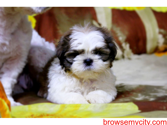 very healthy breed shih tzu puppies for sale in bangalore