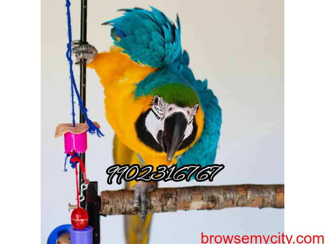 Very amazing fully tamed blue and gold macaw parrot for sale in Bangalore - 1/4