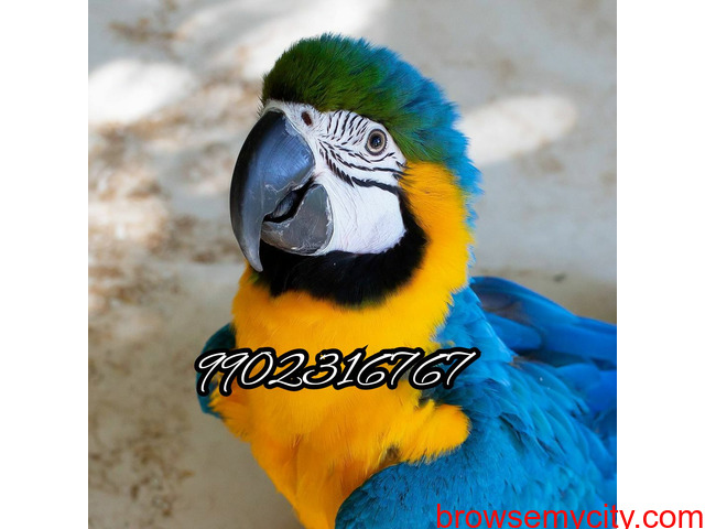 Very amazing fully tamed blue and gold macaw parrot for sale in Bangalore - 3/4