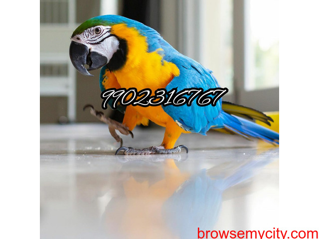 Very amazing fully tamed blue and gold macaw parrot for sale in Bangalore - 4/4