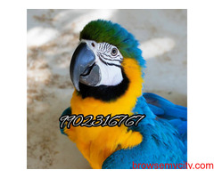 blue and gold macaw fully tamed parrots available in bangalore