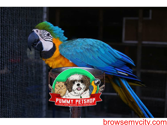 very gorgeous blue and gold macaw parrots available in  bangalore - 1/4