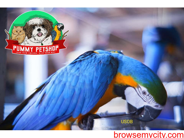 very gorgeous blue and gold macaw parrots available in  bangalore - 2/4