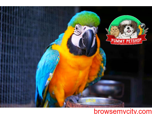 very gorgeous blue and gold macaw parrots available in  bangalore - 4/4