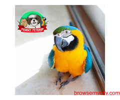 very beautiful blue and gold macaw parrots available in bangalore