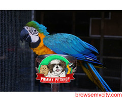 blue and gold macaw parrot for sale in bangalore