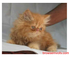 Buy Healthy Kittens and Cats for Sale in Jaipur | Mr n Mrs Pet