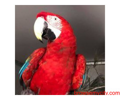 Ara macao Scarlet macaws parrots for sale whats app +237699461444