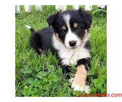 Border Collie Puppies for Sale: Price in Hyderabad | Mr n Mrs Pet