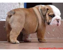 Bulldog Puppies for Sale: Price in Hyderabad | Mr n Mrs Pet