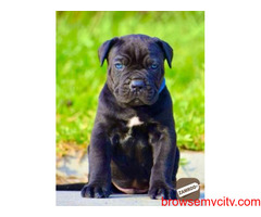 Cane Corso Puppies for Sale: Price in Hyderabad