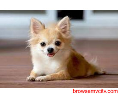 Find Chihuahua Puppies for sale in Hyderabad