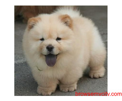 Find Chow Chow Puppies for sale in Hyderabad