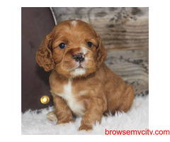 Cocker Spaniel Puppies for sale in Hyderabad