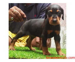 Doberman Puppies for sale in Hyderabad