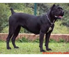 Find Cane Corso Puppies for sale in Hyderabad | Mr n Mrs Pet