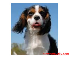 Find Cavalier King Charles Spaniel Puppies for sale in Hyderabad | Mr n Mrs Pet
