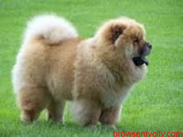 Chow chow dog price in store indian rupees