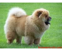 Find Chow Chow Puppies for sale in Hyderabad | Mr n Mrs Pet