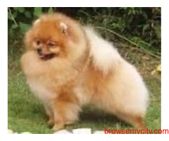 Find Culture Pomeranian Puppies for sale in Hyderabad | Mr n Mrs Pet
