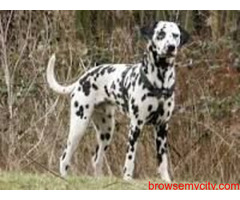 Find Dalmatian Puppies for sale in Hyderabad | Mr n Mrs Pet