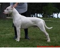 Find Dogo Argentino Puppies for sale in Hyderabad | Mr n Mrs Pet
