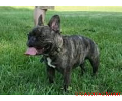 Find French Bulldog Puppies for sale in Hyderabad | Mr n Mrs Pet