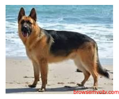 Find German Shepherd Puppies for sale in Hyderabad | Mr n Mrs Pet