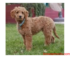Find Goldendoodle Puppies for sale in Hyderabad | Mr n Mrs Pet