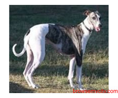 Find Greyhound Puppies for sale in Hyderabad | Mr n Mrs Pet