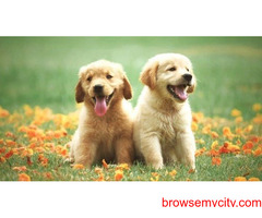 Find Golden Retriever Puppies for sale in Hyderabad