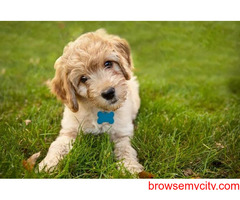 Buy Healthy Goldendoodle Puppies For Sale In Hyderabad At Best Price
