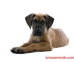 Buy Healthy Great Dane Puppies For Sale In Hyderabad At Best Price