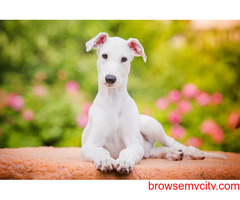 Buy Healthy Greyhound Puppies For Sale In Hyderabad At Best Price
