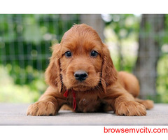Buy Healthy Irish Setter Puppies For Sale In Hyderabad At Best Price
