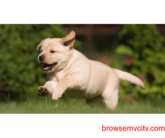Buy Healthy Labrador Retriever Puppies For Sale In Hyderabad