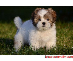 Buy Healthy Lhasa Apso Puppies For Sale In Hyderabad