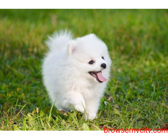 Buy Healthy Pomeranian Puppies For Sale In Hyderabad