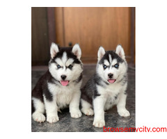 Certified Blue Eyes Siberian husky puppies available for Rehoming@Chennai