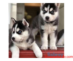 Blue Eyes Siberian husky puppies ready for new home
