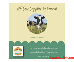 HF Cow Supplier in Karnal | Marwah Dairy Farm
