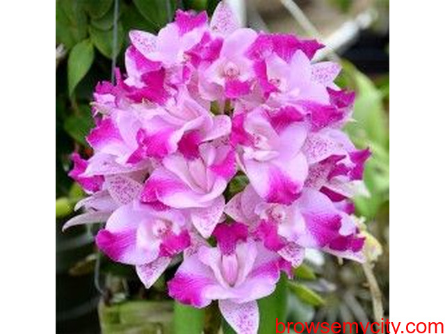 Buy Orchid Plant Online - 1/1