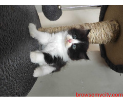 Persian Kitten available for sale in Chennai at best price