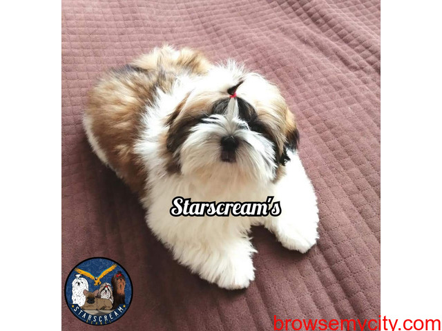 Shih Tzu champion breed puppies available in bengaluru - 1/2
