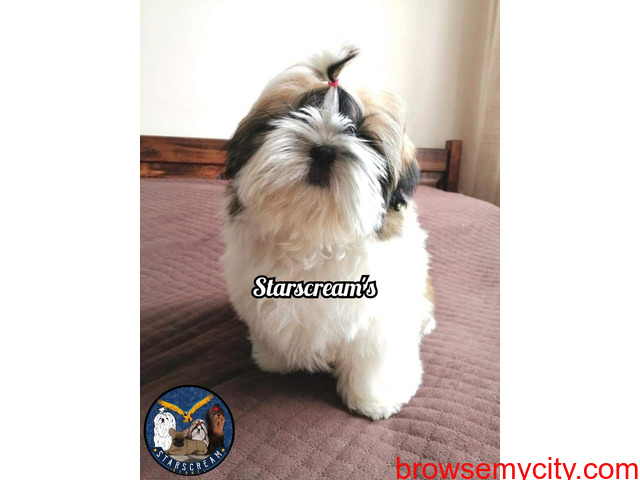 Shih Tzu champion breed puppies available in bengaluru - 2/2