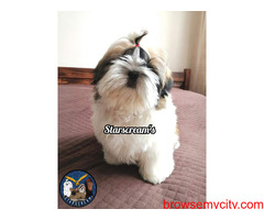 Shih Tzu champion breed puppies available in bengaluru
