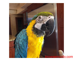 Blue and Gold macaw parrot for sale in Bengaluru